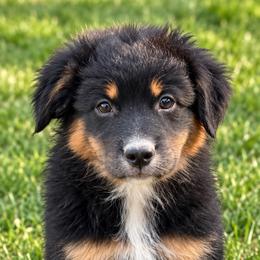 Katmai - Black tri female Miniature Australian Shepherd puppy in Macomb, Missouri from Show Me MO Aussies