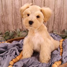 Miniature Schnauzer and Poodle Puppies from Crystal Rose Canines