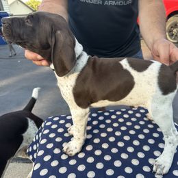German Shorthaired Pointer All Grown Up from Vought's GSP Pups