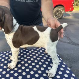 German Shorthaired Pointer All Grown Up from Vought's GSP Pups