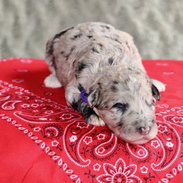Clementine (purple collar) - Merle female Sheepadoodle puppy in Mouth Of Wilson, Virginia from HoneyBunn Doodle Co.