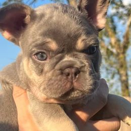 French Bulldogs from 3MT Frenchies