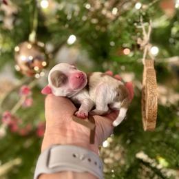 Will The Wise - Red merle male Aussiedoodle puppy in Dunn, North Carolina from Sandy Creek Kennels