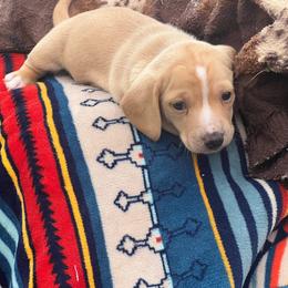 Henry - Cream male Dachshund puppy in Carthage, Missouri from Hounds by Mishelle