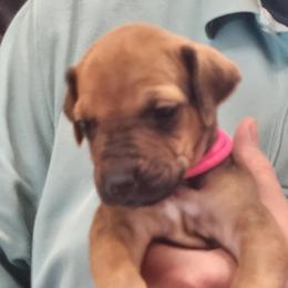 Girl 1 - female Rhodesian Ridgeback puppy in Chino Valley, Arizona from Courage Rhodesian Ridgebacks