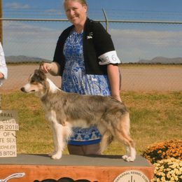 Josie - Border Collie