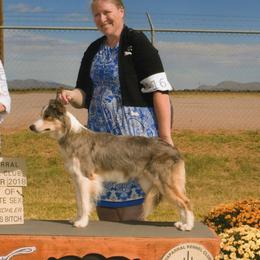 Josie - Border Collie