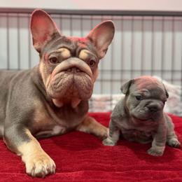 Sky - French Bulldog
