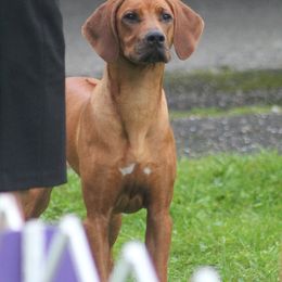 Rhodesian Ridgeback Puppies from Supernova Ridgebacks
