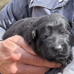 German Shepherd Puppies from Von Zorhaus
