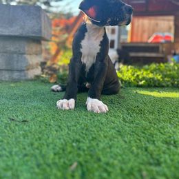 Bourbon - Great Dane puppy from Gigantes de Cervantes