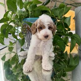 Milo - Parti male Poodle puppy in Los Angeles, California from Exquisite Doodles