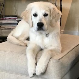 Golden Retriever and Goldendoodle Puppies from Lewis Goldens