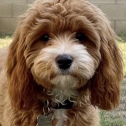 Ruby - Cavapoo