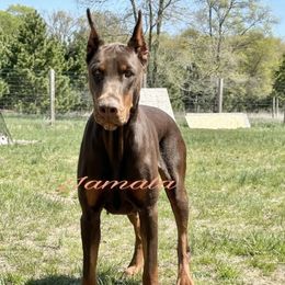 Jamala - Doberman Pinscher