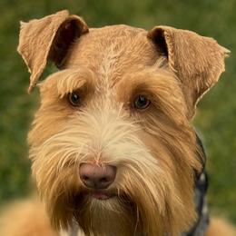 Cockapoos, Miniature Schnauzers, and Schnoodles from Rpuppies