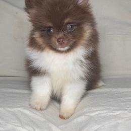 Blossom - Chocolate parti female Pomeranian puppy in Hughes Springs, Texas from Hughes Springs Tx Poms