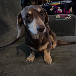 Buckley - Dachshund