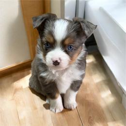 Resistol - Blue merle male Toy Australian Shepherd puppy in Anson, Texas from Diamond Bar N Ranch