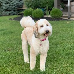 Maggie - Sheepadoodle
