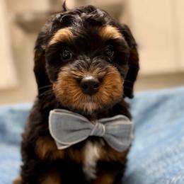 S'mores Ultra Mini Bernedoodle Tri-Color - Black and white male Bernedoodle puppy in Herriman, Utah from Rose Canyon Doodles