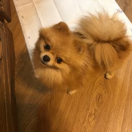 Sunshine - Pomeranian