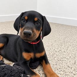 Ava - Black and rust female Doberman Pinscher puppy in Boyd, Texas from Team Feem Breeders