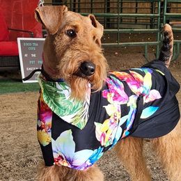 Airedale Terriers from Driftwood Kennel