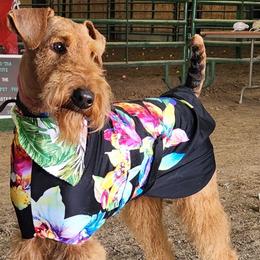 Airedale Terriers from Driftwood Kennel