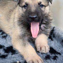 German Shepherd and White Shepherd Puppies from Scenic Creek German Shepherds
