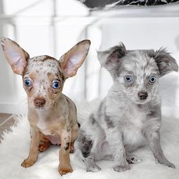 Chihuahua Puppies from Petite Pups LLC