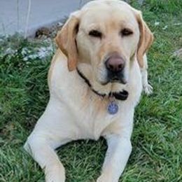 Labrador Retrievers from Hope Valley Farm