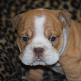 Boy 1 - Fawn and white male Bulldog puppy in Bradleyville, Missouri from HurstBulldogs
