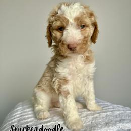 Snickerdoodle - Parti female Goldendoodle puppy in Taylorsville, North Carolina from Doggone Dixie Doodles