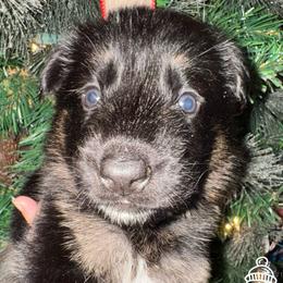 Unity - Black and red female German Shepherd puppy in Graham, Washington from Wildeflecken Shepherds