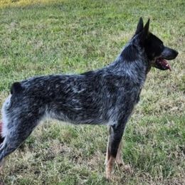 Australian Cattle Dogs from Lange's Relic K9's