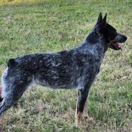 Australian Cattle Dogs from Lange's Relic K9's