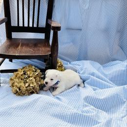 Kingston - Wheaten male Miniature Schnauzer puppy in Moreauville, Louisiana from Bayou Schnauz and Dals
