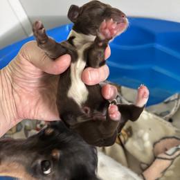 Dachshund and Poodle Puppies from S.H.A.R.P.’s Toy Poodles