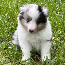Apollo - Blue merle white and tan male Shetland Sheepdog puppy in Miami, Florida from Cielito Lindo Shelties