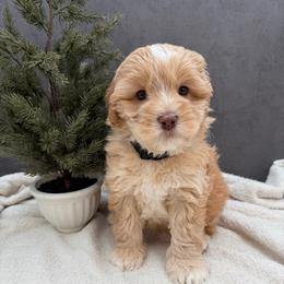 Kevin - Caramel male Australian Labradoodle puppy in Denton, Texas from Liberty Hill Labradoodles
