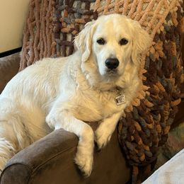 Golden Retriever All Grown Up from Liberty English Cream Golden Retrievers