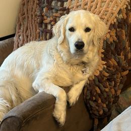 Golden Retriever All Grown Up from Liberty English Cream Golden Retrievers