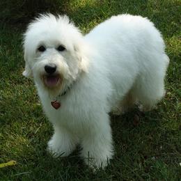 Bernedoodle, Goldendoodle, and Labradoodle Puppies from Apple Creek Doodles