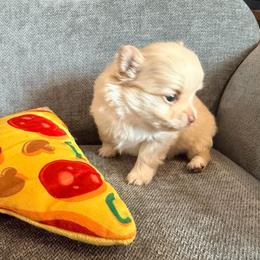Cortland - Blue male Pomeranian puppy in Seneca, Missouri from Stephanie’s Puppy Colony