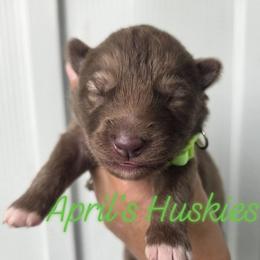 No collar red boy - Red and white male Siberian Husky puppy in Terre Haute, Indiana from April's Huskies