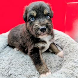 Jasmine3Boy7- BTM,NBT, blue eyes likely, CHIC-OFA-DNA-AKC Titled Parents - Black tri-color male Australian Shepherd puppy in South Hill, Virginia from Silverside Aussies LLC