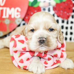Nash - Buff male Cocker Spaniel puppy in Rattan, Oklahoma from Double M Cocker Spaniels