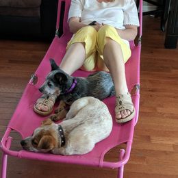 Australian Cattle Dog Puppies from FullMoon Cattle Dogs