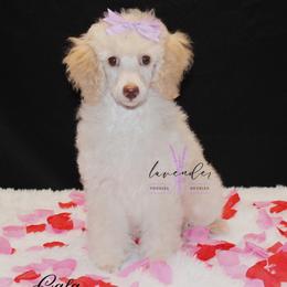 Gala - Cream female Poodle puppy in Mancelona, Michigan from Lavender poodles & doodles